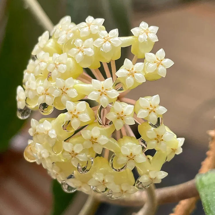Hoya Blooming Flower Seeds